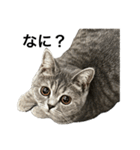 ねこの がおちゃん（個別スタンプ：4）