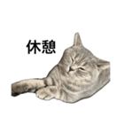 ねこの がおちゃん（個別スタンプ：6）
