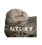 ねこの がおちゃん（個別スタンプ：7）