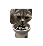 ねこの がおちゃん（個別スタンプ：8）