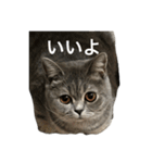 ねこの がおちゃん（個別スタンプ：10）