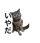 ねこの がおちゃん（個別スタンプ：11）