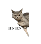 ねこの がおちゃん（個別スタンプ：13）