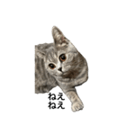 ねこの がおちゃん（個別スタンプ：14）