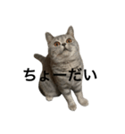 ねこの がおちゃん（個別スタンプ：16）