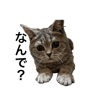 ねこの がおちゃん（個別スタンプ：20）