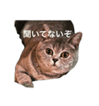 ねこの がおちゃん（個別スタンプ：21）