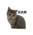 ねこの がおちゃん（個別スタンプ：23）