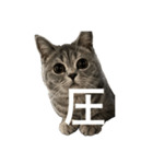 ねこの がおちゃん（個別スタンプ：25）