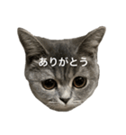 ねこの がおちゃん（個別スタンプ：31）