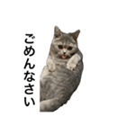 ねこの がおちゃん（個別スタンプ：32）