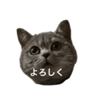 ねこの がおちゃん（個別スタンプ：33）