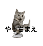 ねこの がおちゃん（個別スタンプ：35）