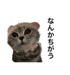 ねこの がおちゃん（個別スタンプ：37）