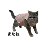 ねこの がおちゃん（個別スタンプ：40）