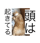 まいけるかわいいスタンプ2（個別スタンプ：2）