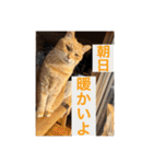 まいけるかわいいスタンプ2（個別スタンプ：4）