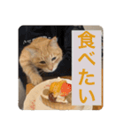 まいけるかわいいスタンプ2（個別スタンプ：14）
