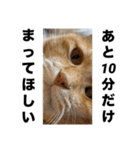 まいけるかわいいスタンプ2（個別スタンプ：15）
