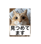 まいけるかわいいスタンプ2（個別スタンプ：29）