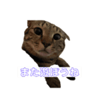 こゆきとちびのスタンプ2025（個別スタンプ：8）