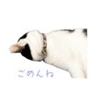 こゆきとちびのスタンプ2025（個別スタンプ：10）