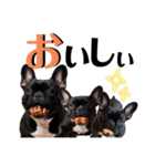 フレブル STP（個別スタンプ：12）