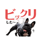 フレブル STP（個別スタンプ：13）