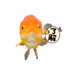 きんぎょ わーるど2（個別スタンプ：3）