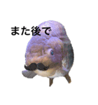 きんぎょ わーるど2（個別スタンプ：7）