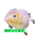 きんぎょ わーるど2（個別スタンプ：8）