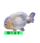 きんぎょ わーるど2（個別スタンプ：9）