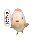 きんぎょ わーるど2（個別スタンプ：11）