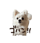 可愛い犬のミル 1（個別スタンプ：2）