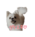 可愛い犬のミル 1（個別スタンプ：3）