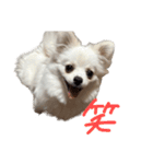 可愛い犬のミル 1（個別スタンプ：4）