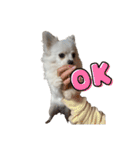 可愛い犬のミル 1（個別スタンプ：5）