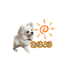 可愛い犬のミル 1（個別スタンプ：6）