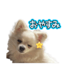 可愛い犬のミル 1（個別スタンプ：7）