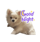可愛い犬のミル 1（個別スタンプ：8）