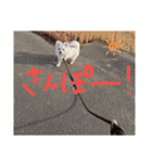 可愛い犬のミル 1（個別スタンプ：9）