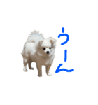 可愛い犬のミル 1（個別スタンプ：10）