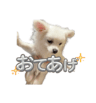 可愛い犬のミル 1（個別スタンプ：11）