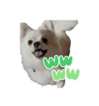 可愛い犬のミル 1（個別スタンプ：12）