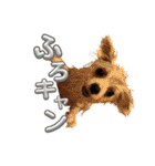 可愛い犬のミル 1（個別スタンプ：14）