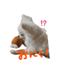 可愛い犬のミル 1（個別スタンプ：15）