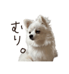 可愛い犬のミル 1（個別スタンプ：18）
