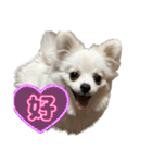 可愛い犬のミル 1（個別スタンプ：20）