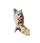 可愛い犬のミル 1（個別スタンプ：21）