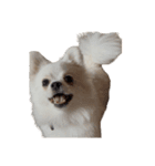 可愛い犬のミル 1（個別スタンプ：22）